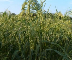 چینہ Proso millet Panicum miliaceum चीना