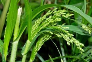 چینہ Proso millet Panicum miliaceum चीना