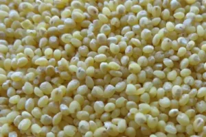 چینہ Proso millet Panicum miliaceum चीना