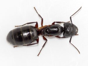 چیونٹی Ant Formicidae चींटी