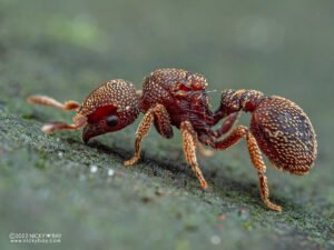چیونٹی Ant Formicidae चींटी