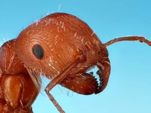 چیونٹی Ant Formicidae चींटी