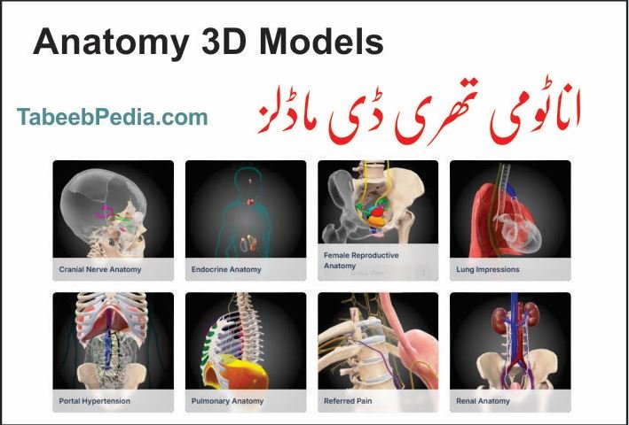 اناٹومی تھری ڈی ماڈلز