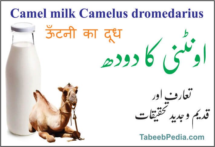 دودھ اونٹنی