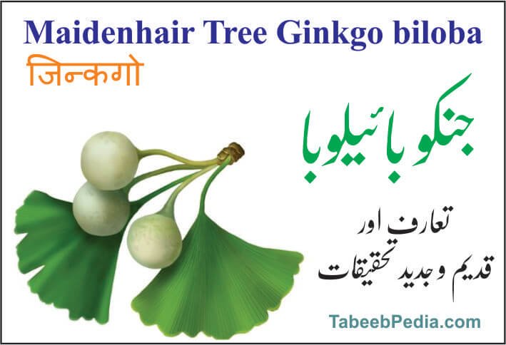 جنکو بائیلوبا