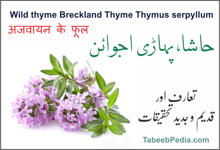 حاشا / پہاڑی اجوائن/ جنگلی پودینہ