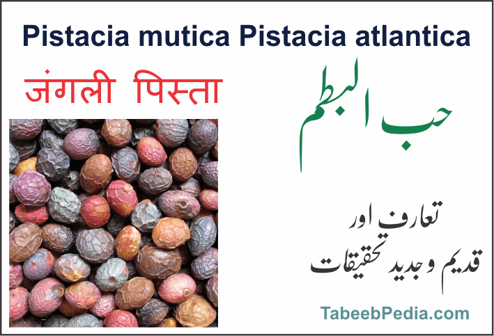 حب البطم / جنگلی پستہ