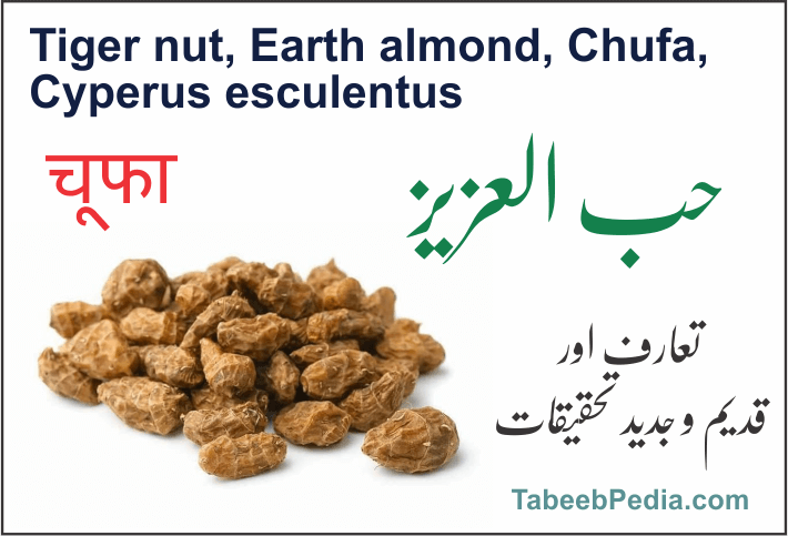 حب الزلم / حب العزیز