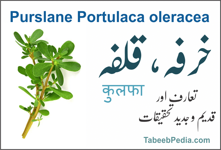 خرفہ / قلفہ، کلفہ ساگ