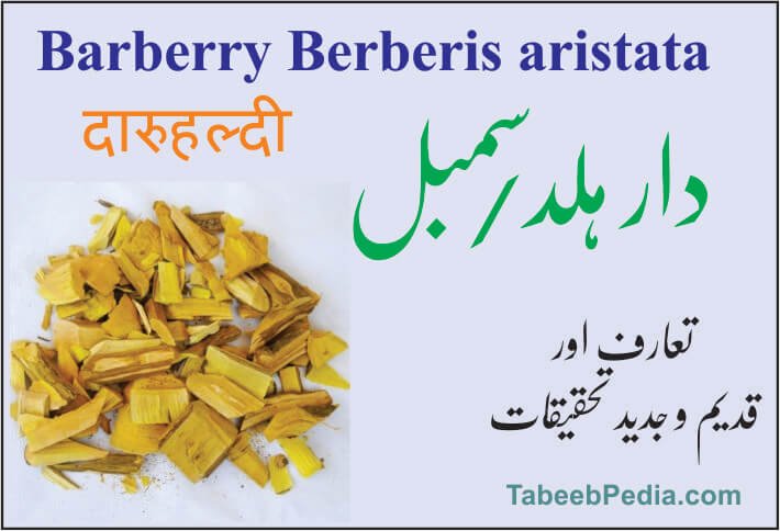 دار ہلد / سمبلو / سنبل