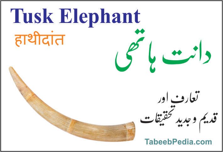 دندان فیل / ہاتھی دانت