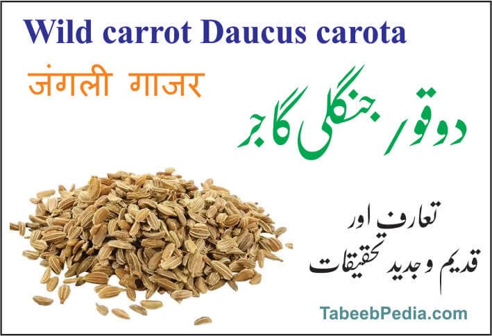 دوقو / جنگلی گاجر