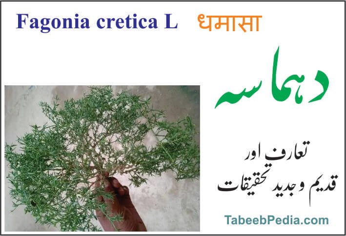 دہماسہ بوٹی