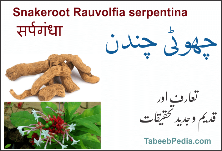 چھوٹی چندن / اسرول