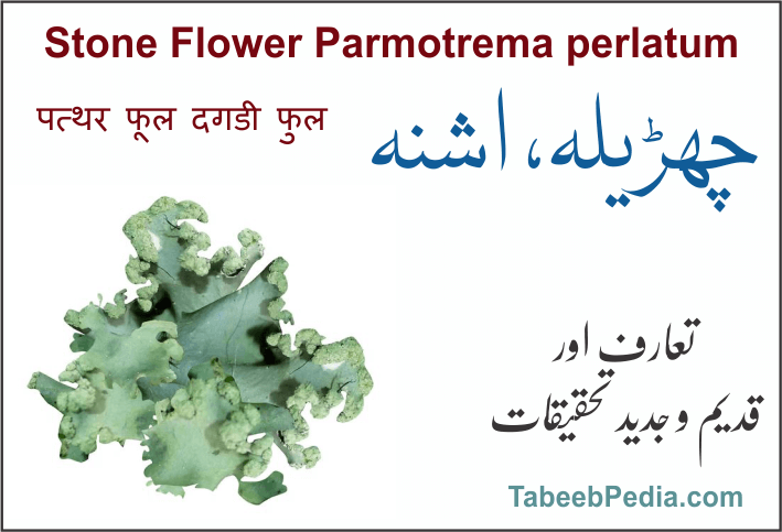 چھڑیلہ / اشنہ