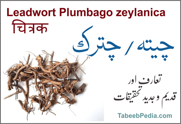 چیتہ / چترک