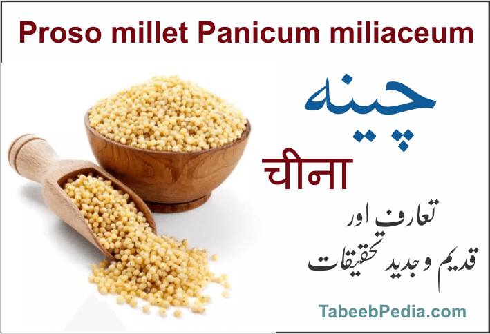 چینہ / چھوٹا باجرہ