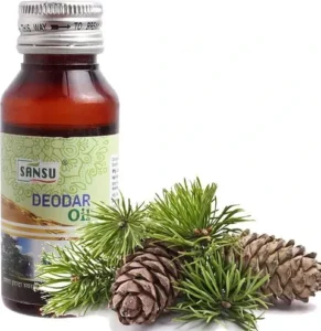 دیودار Deodar cedar Cedrus deodara देवदार