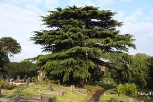دیودار Deodar cedar Cedrus deodara देवदार
