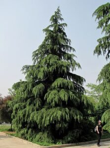 دیودار Deodar cedar Cedrus deodara देवदार