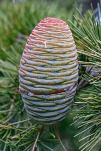 دیودار Deodar cedar Cedrus deodara देवदार