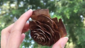 دیودار Deodar cedar Cedrus deodara देवदार