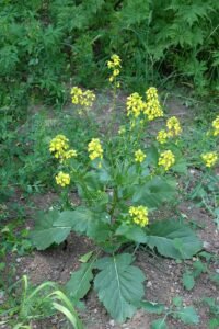 رائی Black mustard Brassica nigra राय