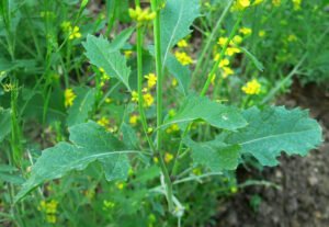 رائی Black mustard Brassica nigra राय
