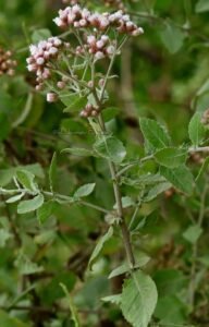 راسن Indian camphorweed Pluchea indica रसना