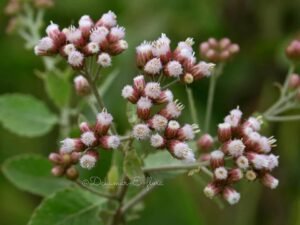 راسن Indian camphorweed Pluchea indica रसना