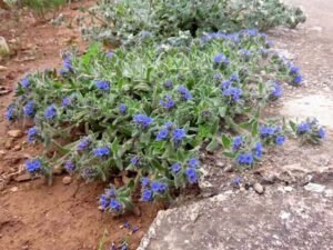 رتن جوت Alkanet root Alkanna tinctoria रतनजोत