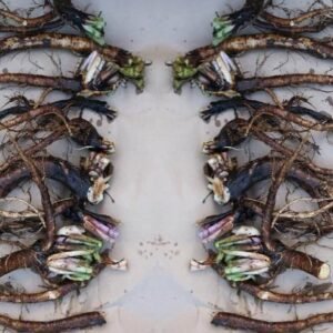 رتن جوت Alkanet root Alkanna tinctoria रतनजोत