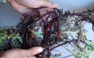 رتن جوت Alkanet root Alkanna tinctoria रतनजोत