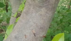 ڈکملی ڈیکا مالی Gummy gardenia Gardenia gummifera डिकामाली