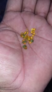 ڈکملی ڈیکا مالی Gummy gardenia Gardenia gummifera डिकामाली