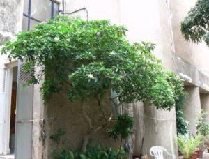 ڈکملی ڈیکا مالی Gummy gardenia Gardenia gummifera डिकामाली