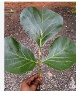 ڈھاک Palash Tree Butea monosperma पलाश