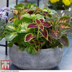 حسن یوسف Painted Nettle Seeds Coleus scutellarioides हसन यूसुफ बिज