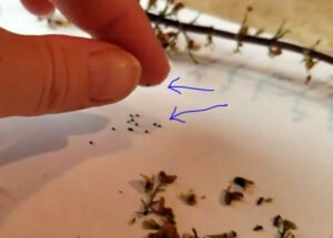 حسن یوسف Painted Nettle Seeds Coleus scutellarioides हसन यूसुफ बिज