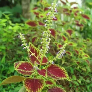 حسن یوسف Painted Nettle Seeds Coleus scutellarioides हसन यूसुफ बिज