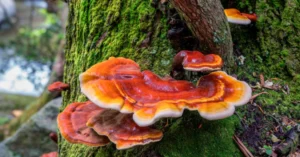 رشی مشروم کھنبی Reishi Mushroom Ganoderma lingzhi लिंग्ज़ी