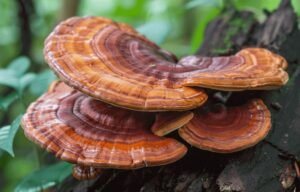 رشی مشروم کھنبی Reishi Mushroom Ganoderma lingzhi लिंग्ज़ी