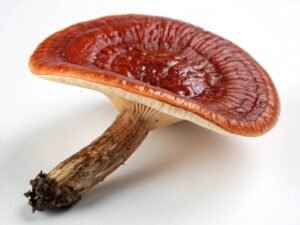 رشی مشروم کھنبی Reishi Mushroom Ganoderma lingzhi लिंग्ज़ी