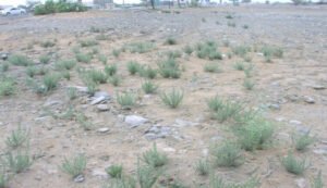 رودنتی Alkali weed Cressa cretica रुद्रवंती