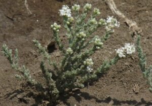 رودنتی Alkali weed Cressa cretica रुद्रवंती