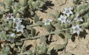 رودنتی Alkali weed Cressa cretica रुद्रवंती