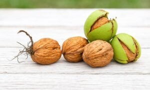 روغن اخروٹ walnut oil अखरोट का तेल