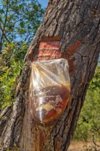 رال صنوبر چیڑ