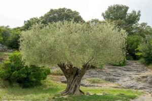 روغن زیتون Olive Oil Olea europaea जैतून का तेल