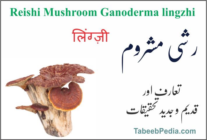 رشی مشروم / کھنبی